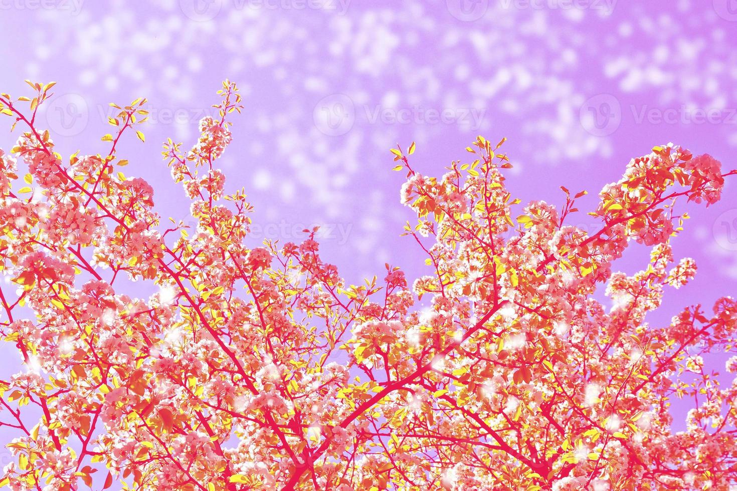Blossoming branch apple. photo