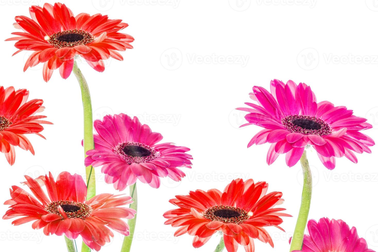 Colorful autumn flowers of gerbera photo