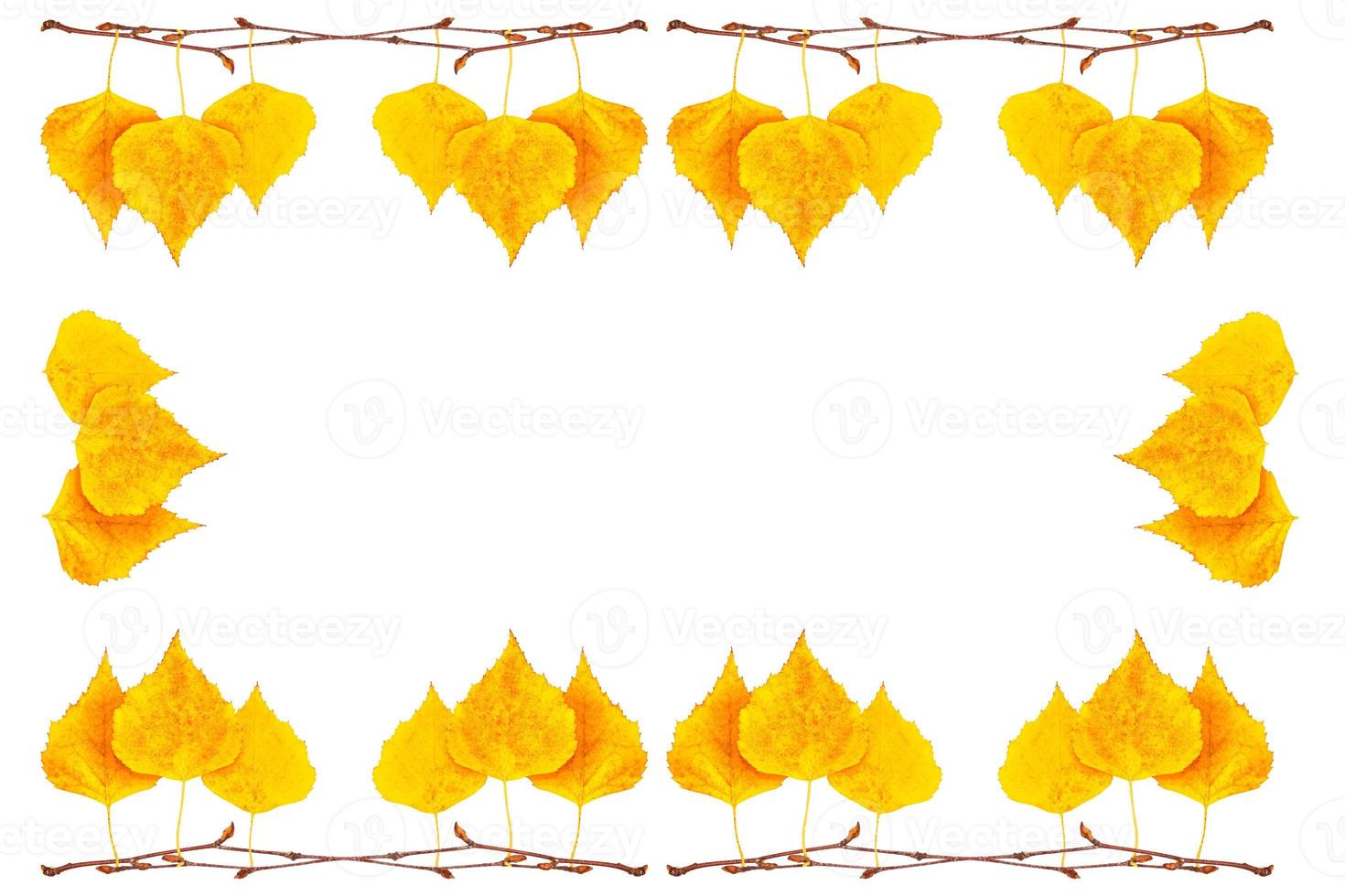 Bright colorful autumn leaves photo