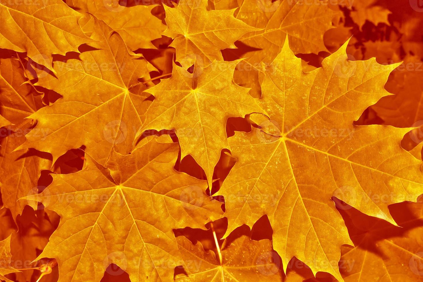 autumn landscape with bright colorful foliage. Indian summer. photo