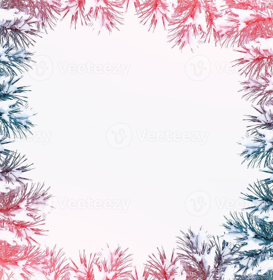 Winter background. Christmas card. Pine branches. photo