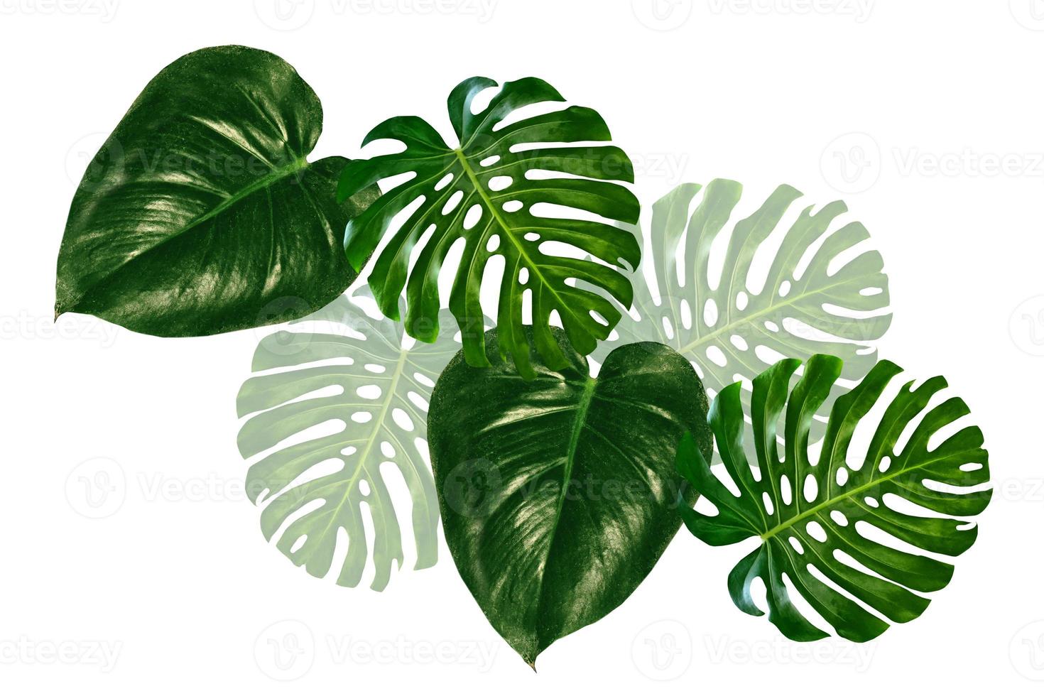 leaf of a tropical flower monstera isolated on white background. photo