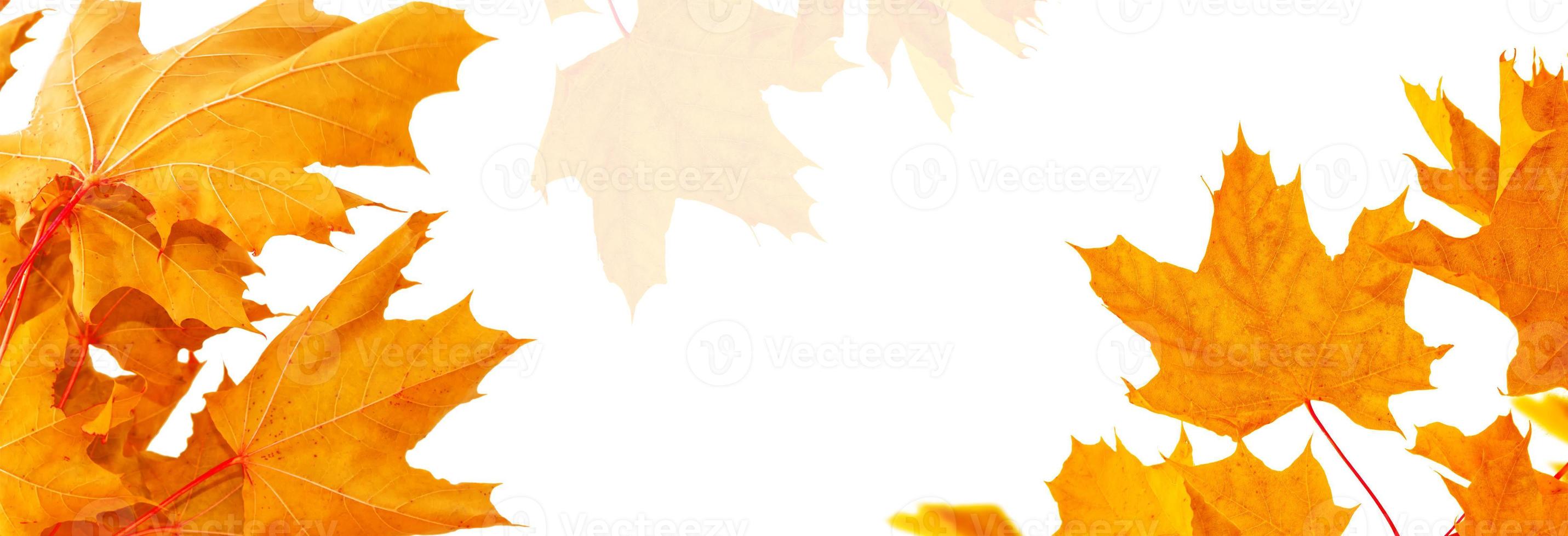 Bright colorful autumn leaves photo