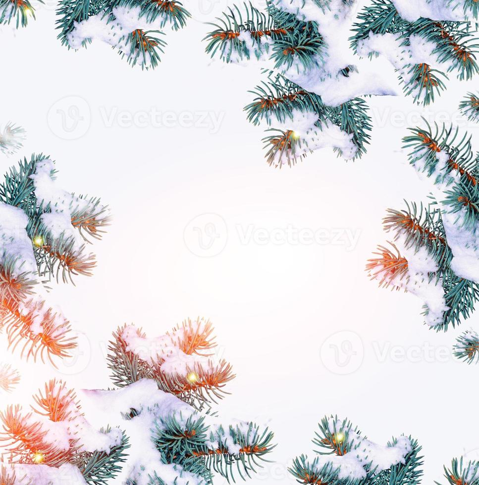 The branches of the snow covered  tree photo