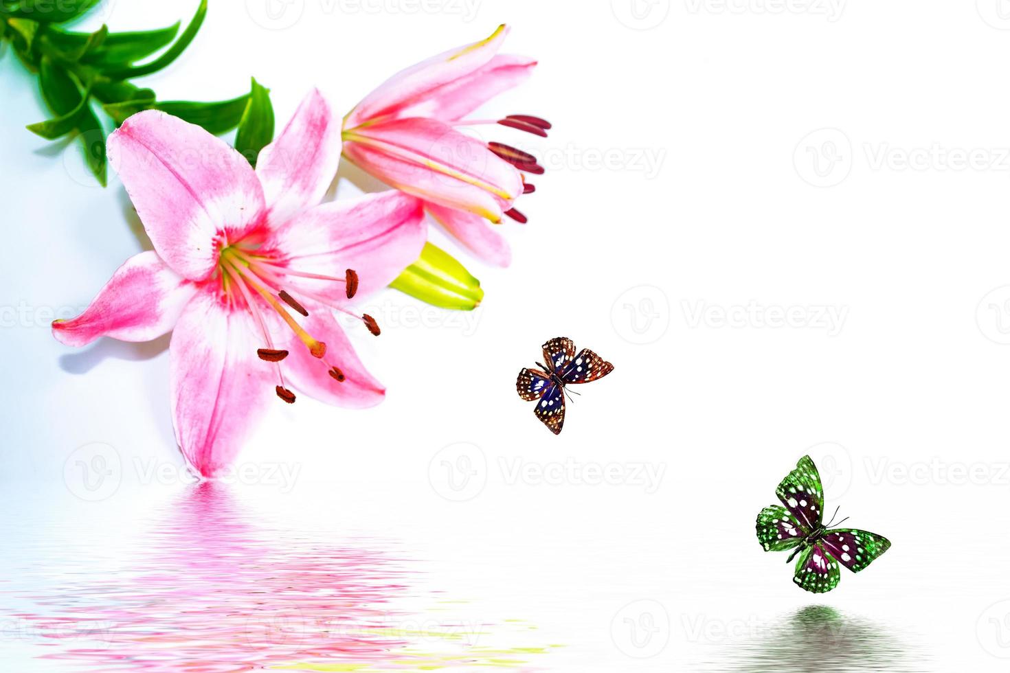 Bright lily flowers isolated on white background. photo