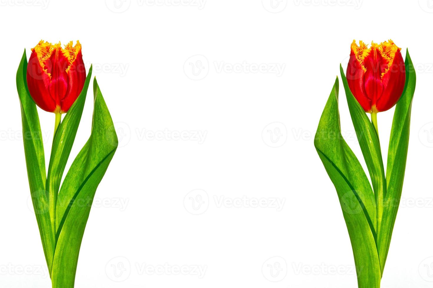 spring colorful flowers tulips photo