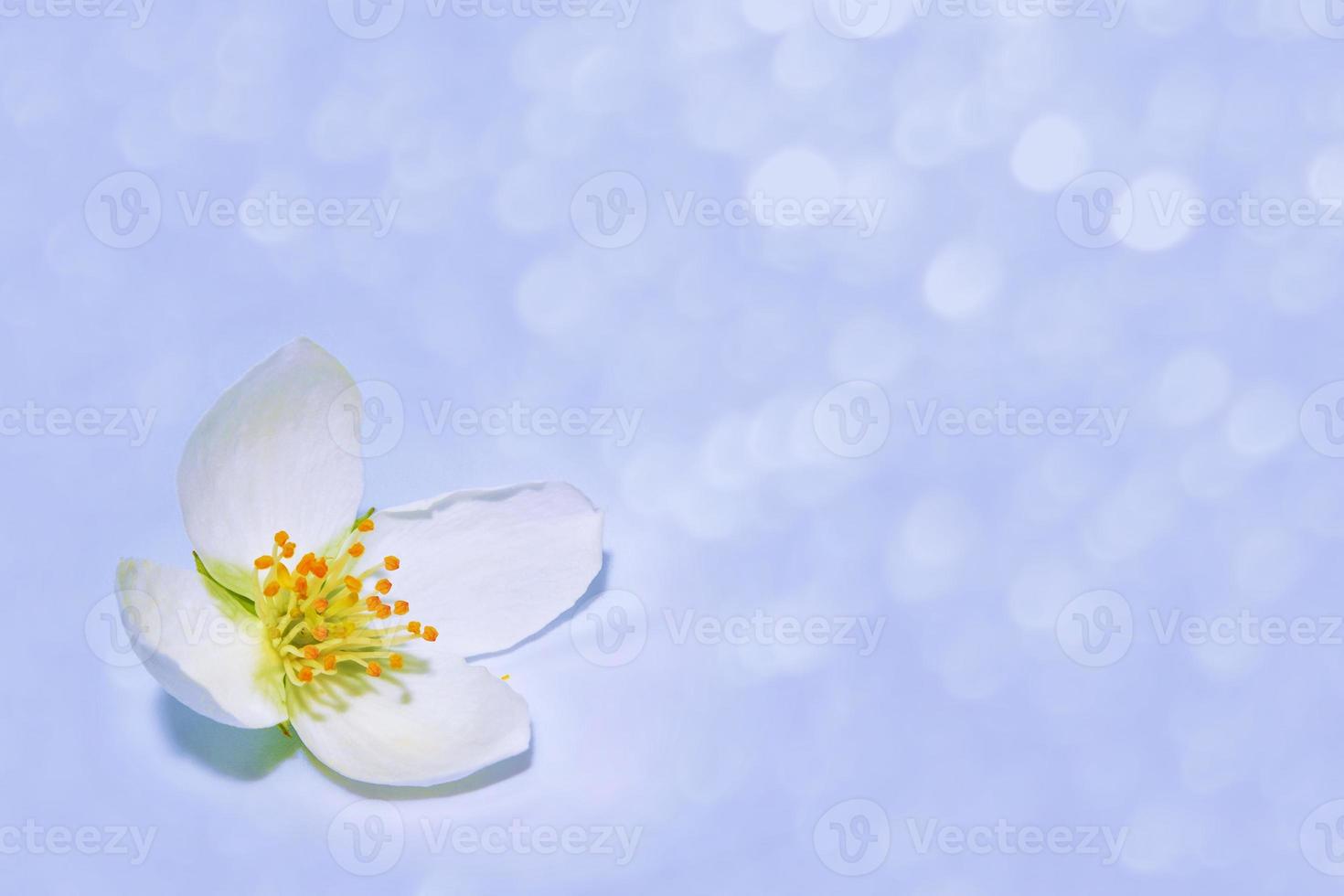 branch of jasmine flowers isolated on blue background. photo
