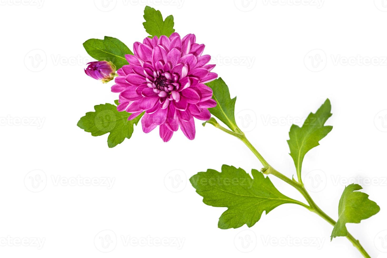 Colorful autumn flowers of chrysanthemum photo