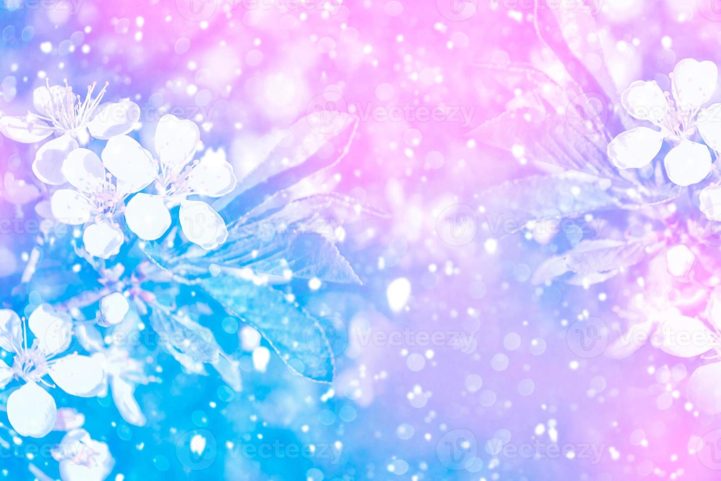 Blossoming branch apple. photo