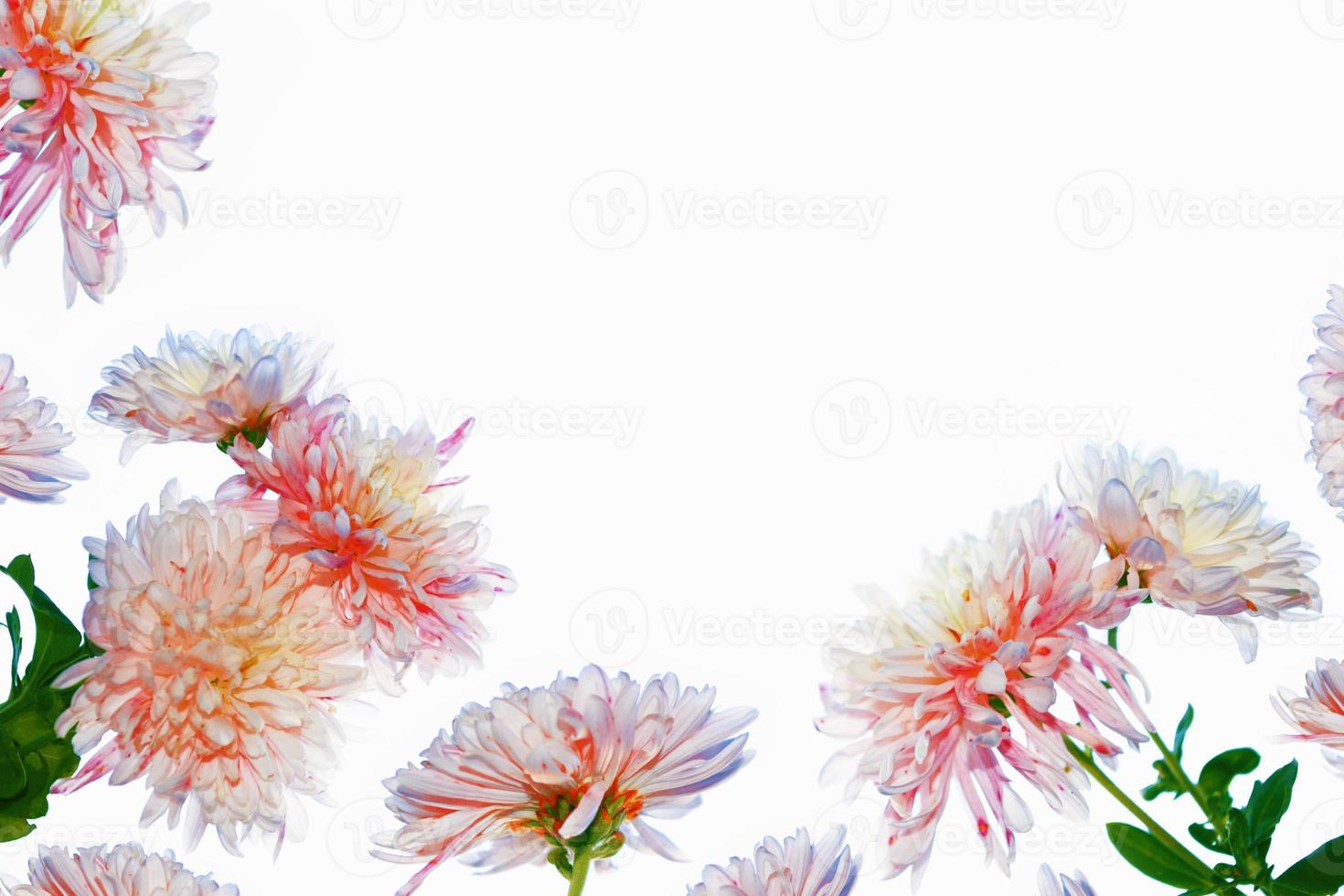 Colorful autumn flowers of chrysanthemum photo