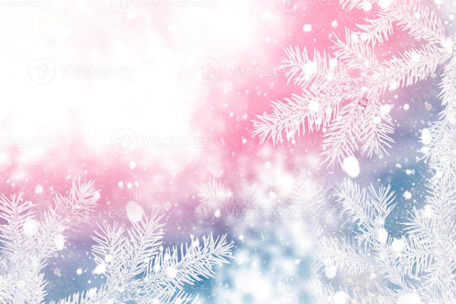 Happy New Year and Merry Christmas. Coniferous spruce branch. Frozen winter forest with snow covered trees. photo