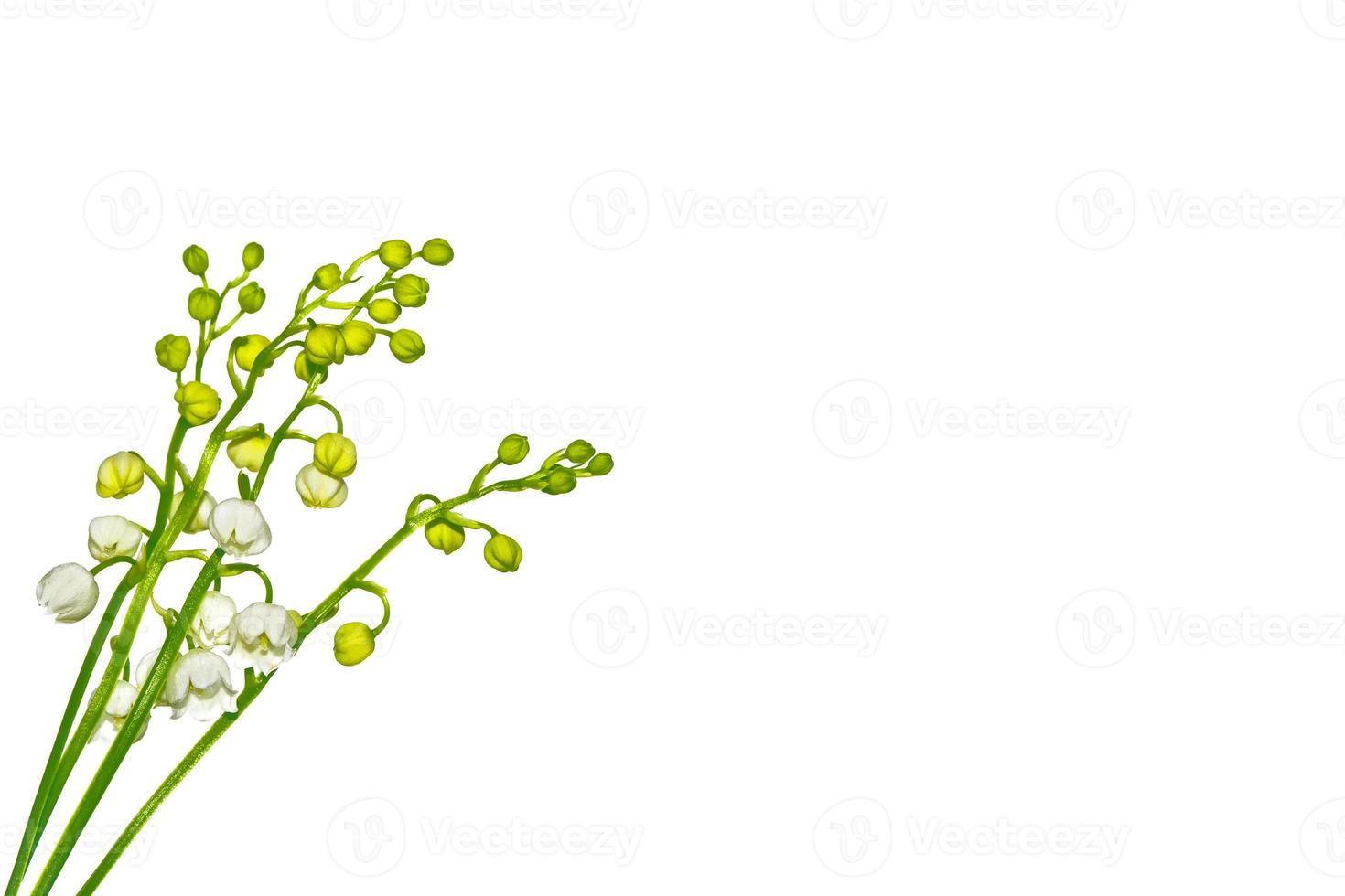 Lily of the valley flower on white background photo