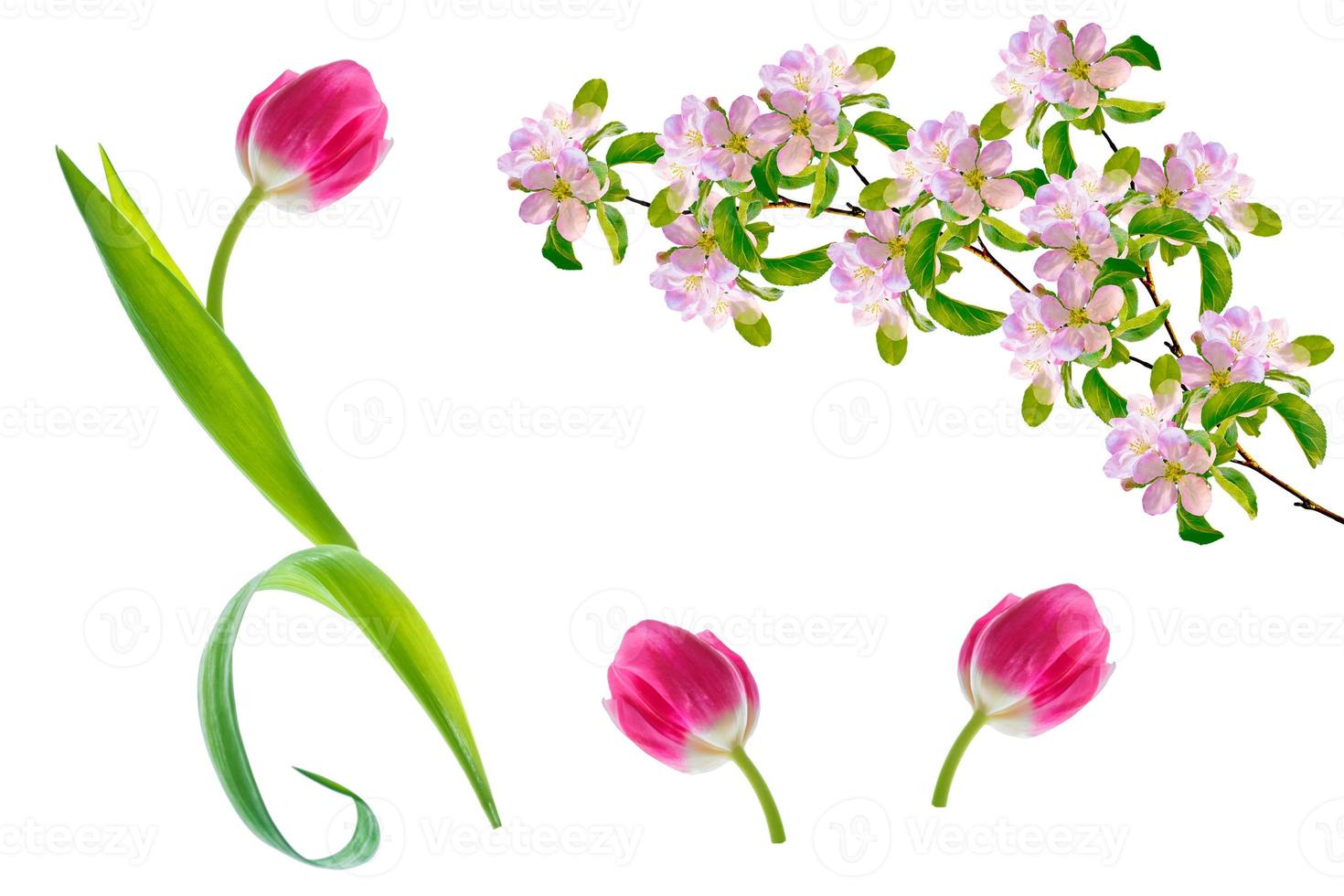 spring flowers tulips photo