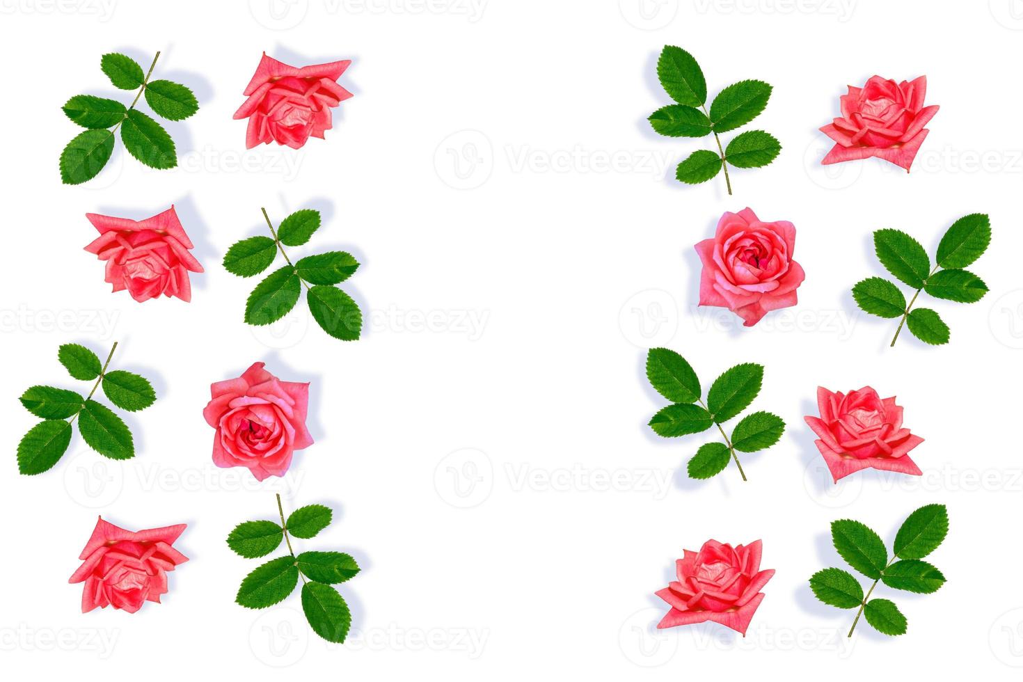 Bright pink rose petals. photo