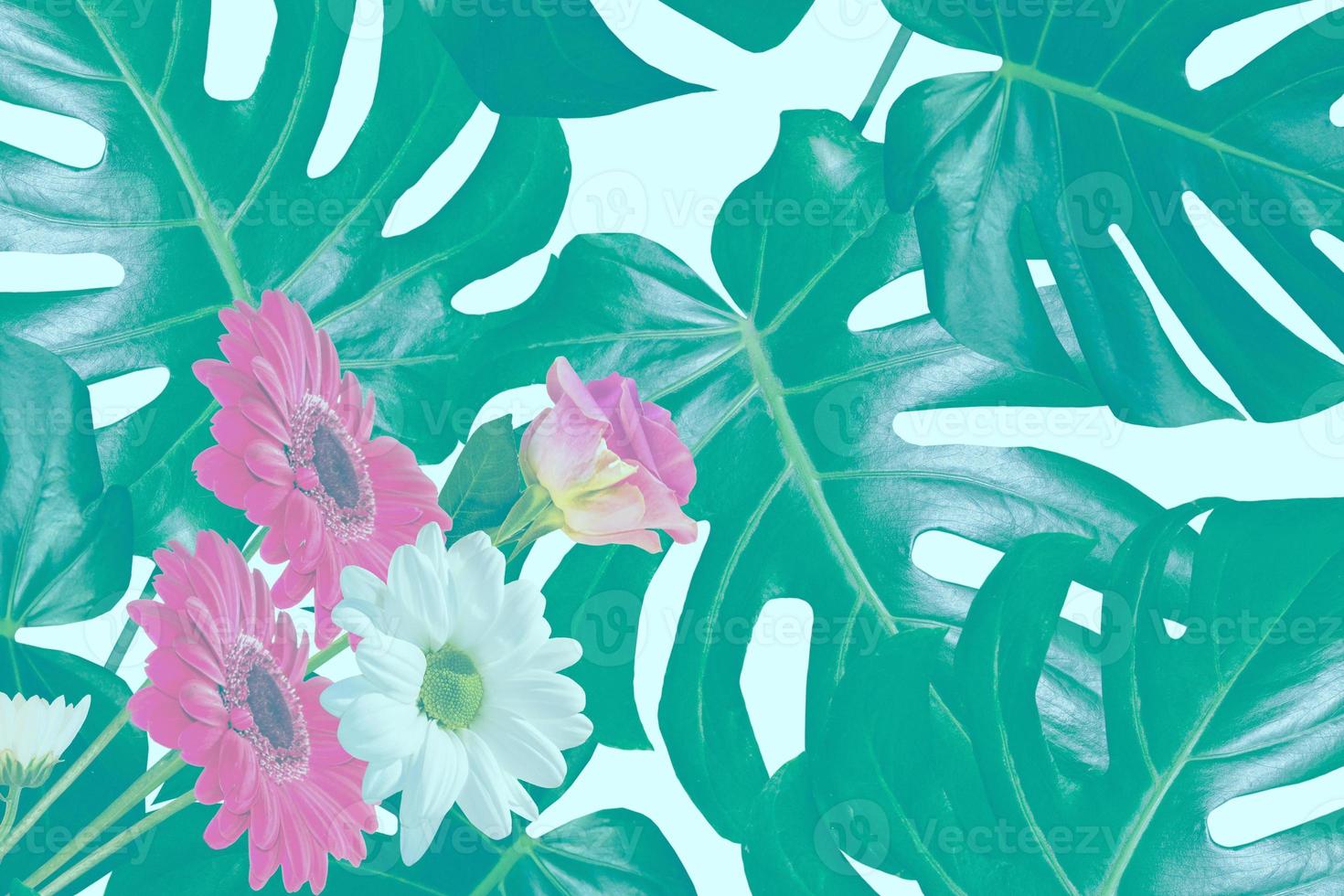 Floral background of green leaves of monsters and ferns photo