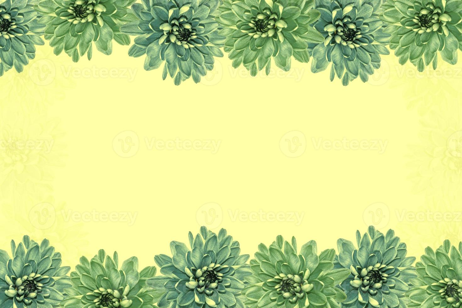 Colorful autumn flowers of chrysanthemum photo