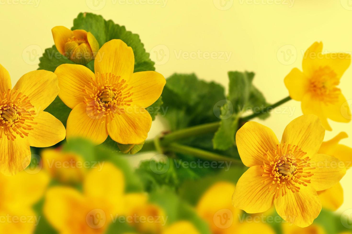 Yellow flowers of marsh marigold. floral background photo