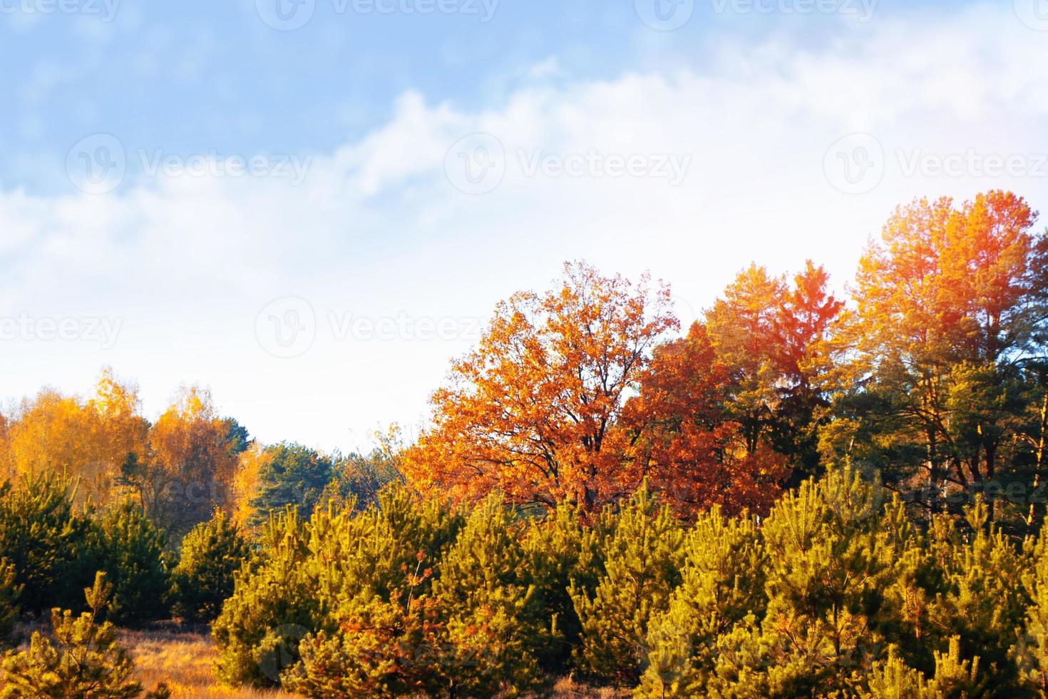 autumn fall leaves forest. foliage photo