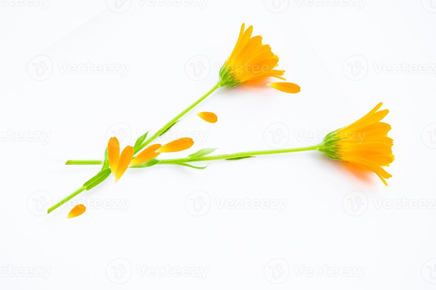 Bright marigold flowers. calendula photo