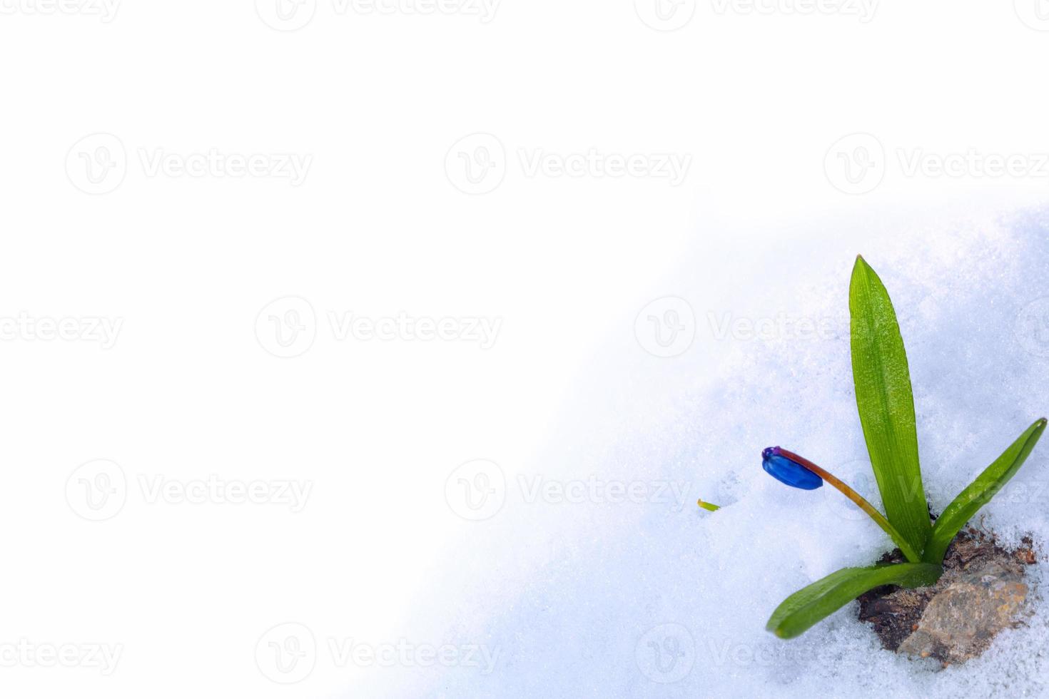 snowdrop flower growing in snow in early spring forest photo