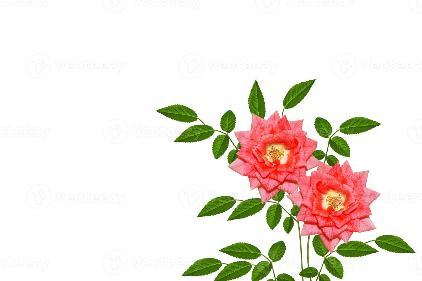 Flower bud roses on a white background photo
