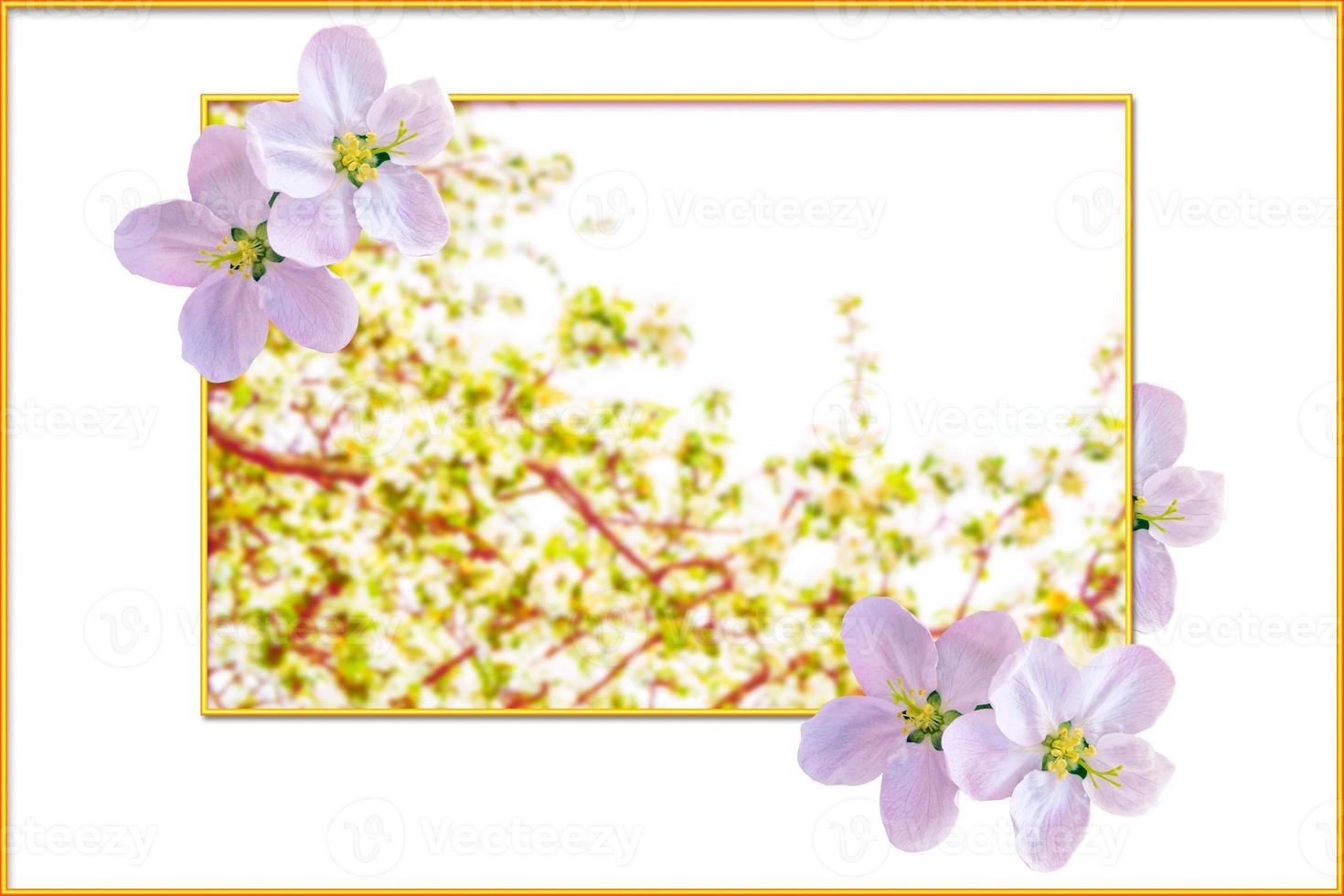 Blossoming branch apple. Bright colorful spring flowers photo