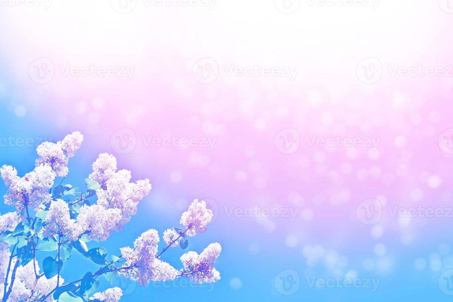 Bright and colorful flowers lilac photo
