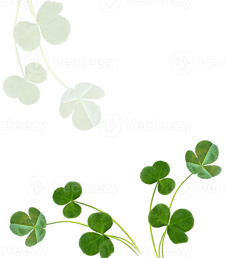 leaf clover on white background photo