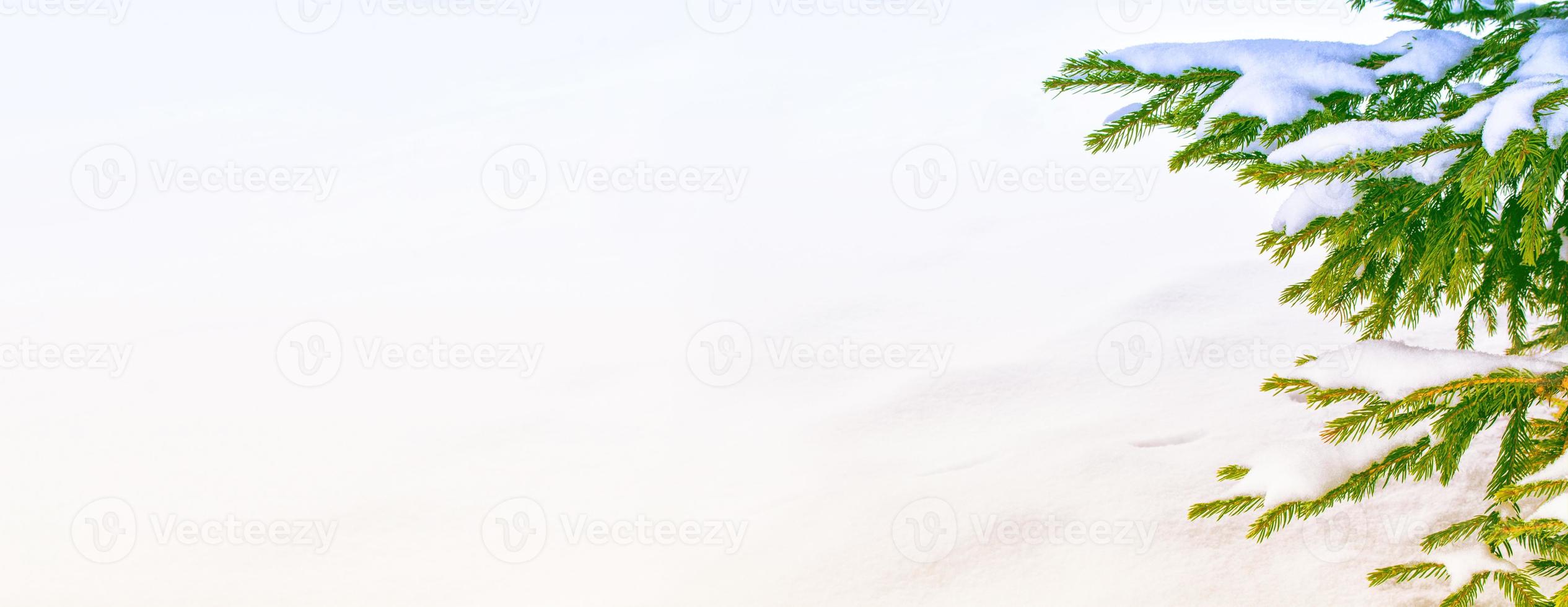 Frozen winter forest with snow covered trees. photo