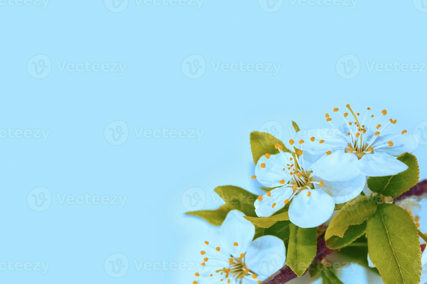 Blossoming branch cherry photo