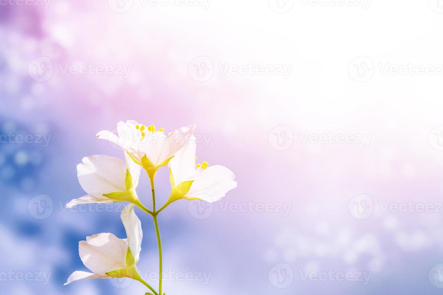 White jasmine The branch delicate spring flowers photo