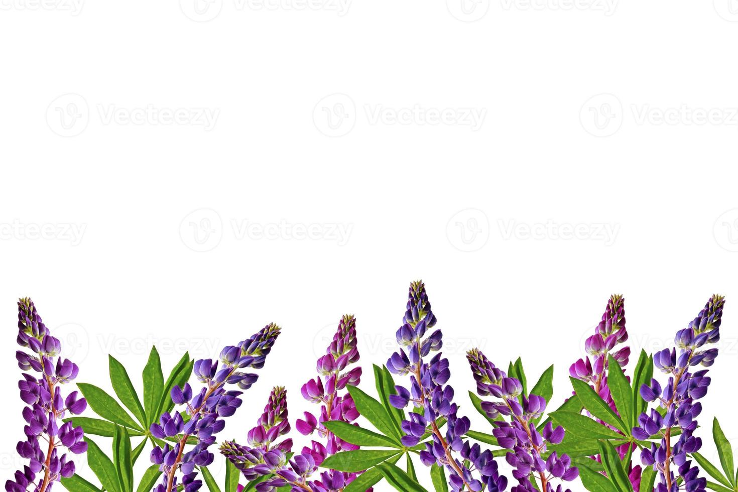 lupines beautiful flowers on a white background photo