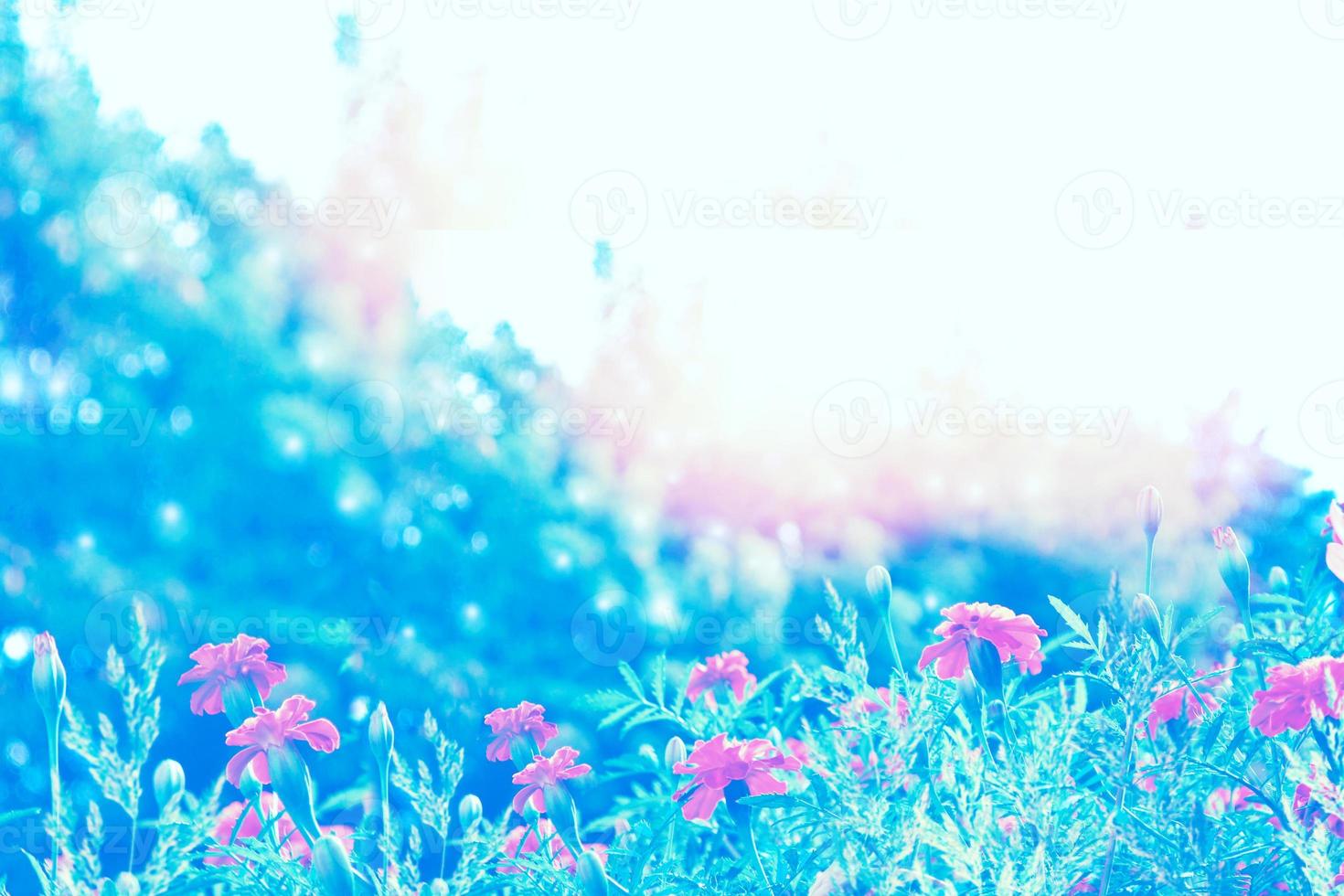 Colorful chrysanthemum flowers on a background of the autumn landscape photo