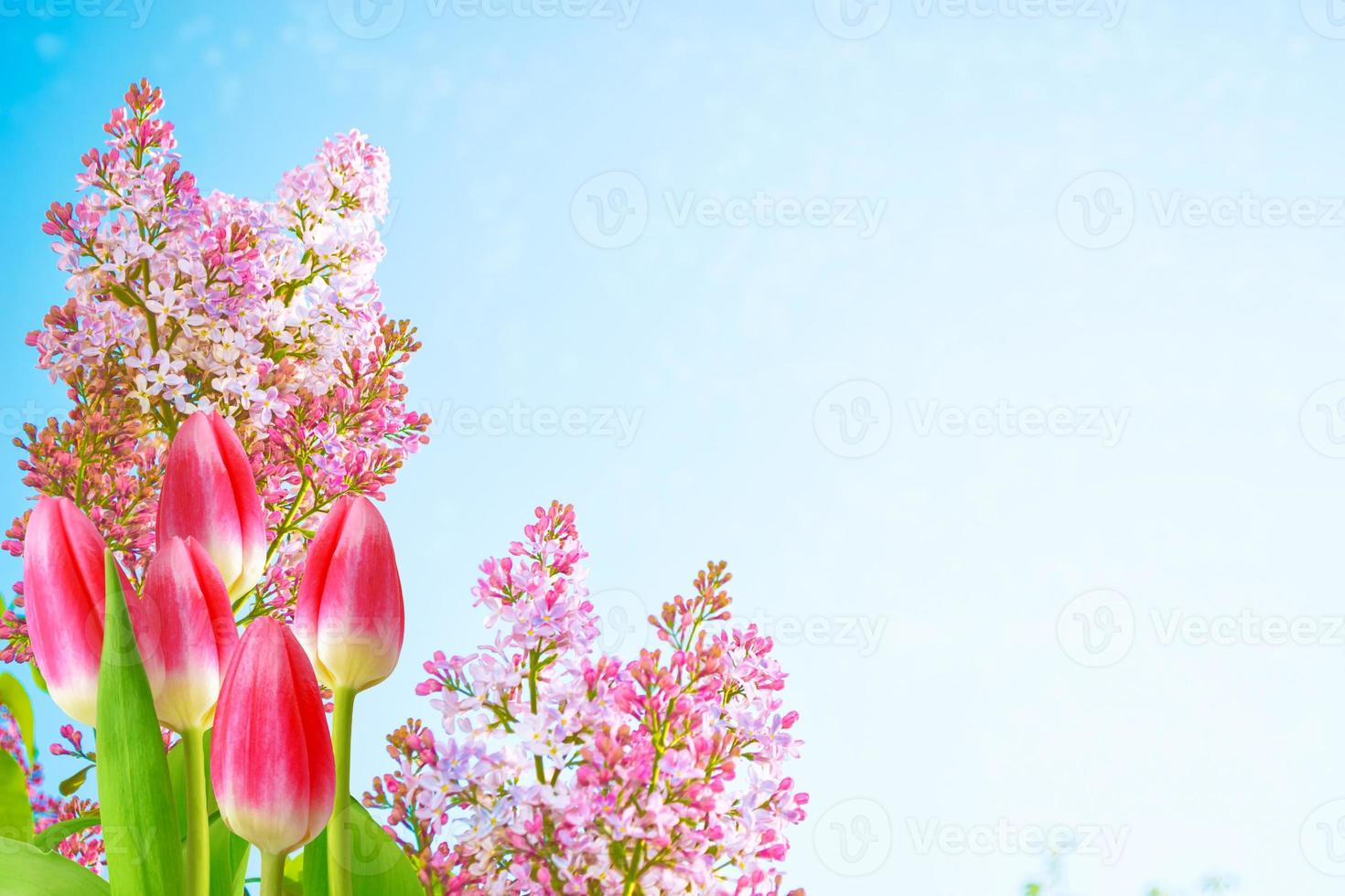 Bright and colorful flowers lilac. tulips photo