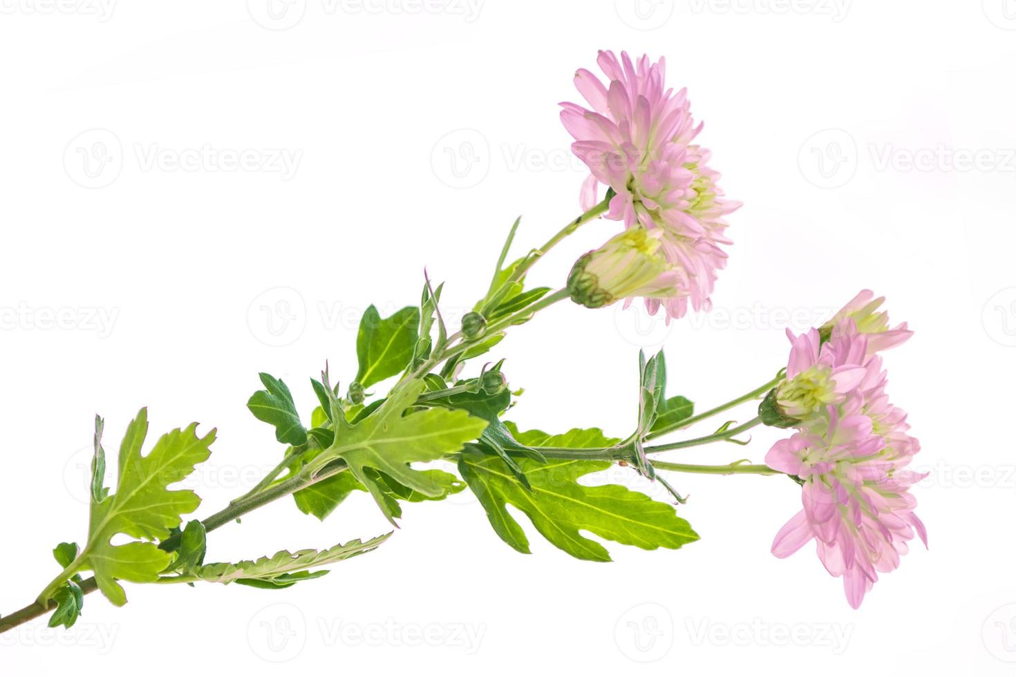 Colorful autumn flowers of chrysanthemum photo