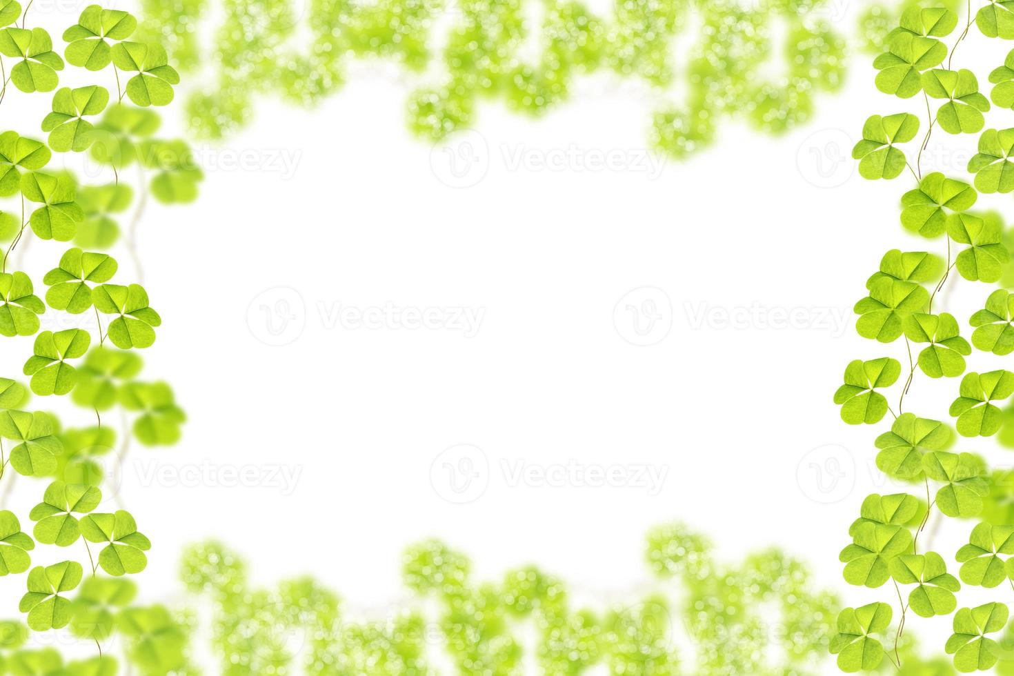 green clover leaves isolated on white background. St.Patrick 's Day photo