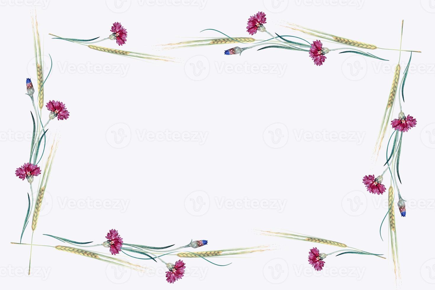 Ripe wheat ears isolated on white background. cornflower photo
