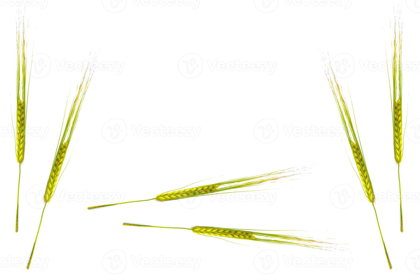 wheat ears isolated on white background. photo