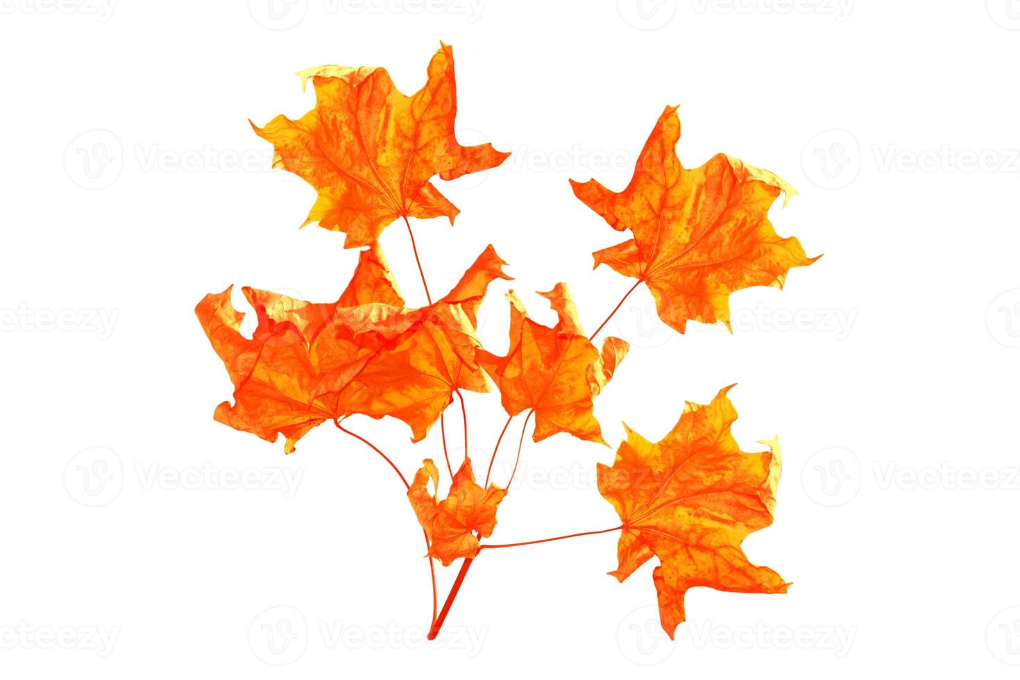 Bright colorful autumn leaves photo