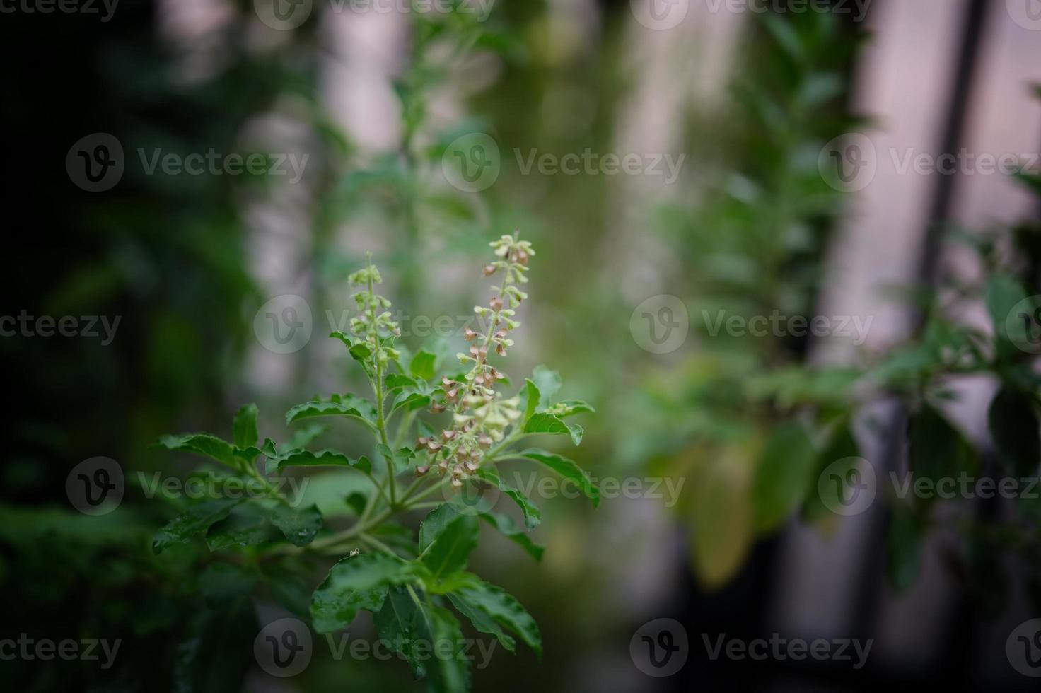 Close up Basil leaf. Green Holy Basil tree . Thai basil photo