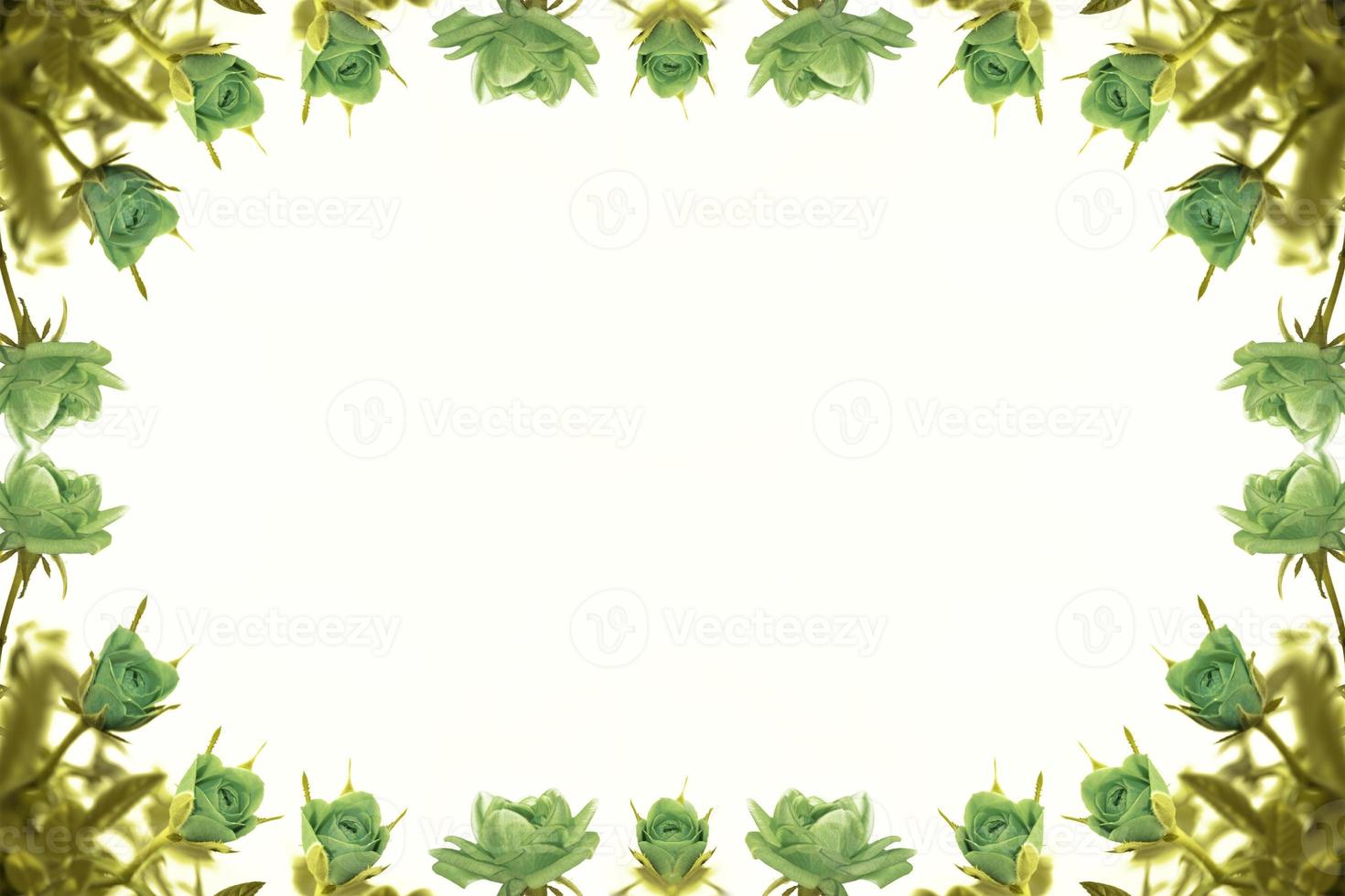 Five red roses on a white background. floral background photo