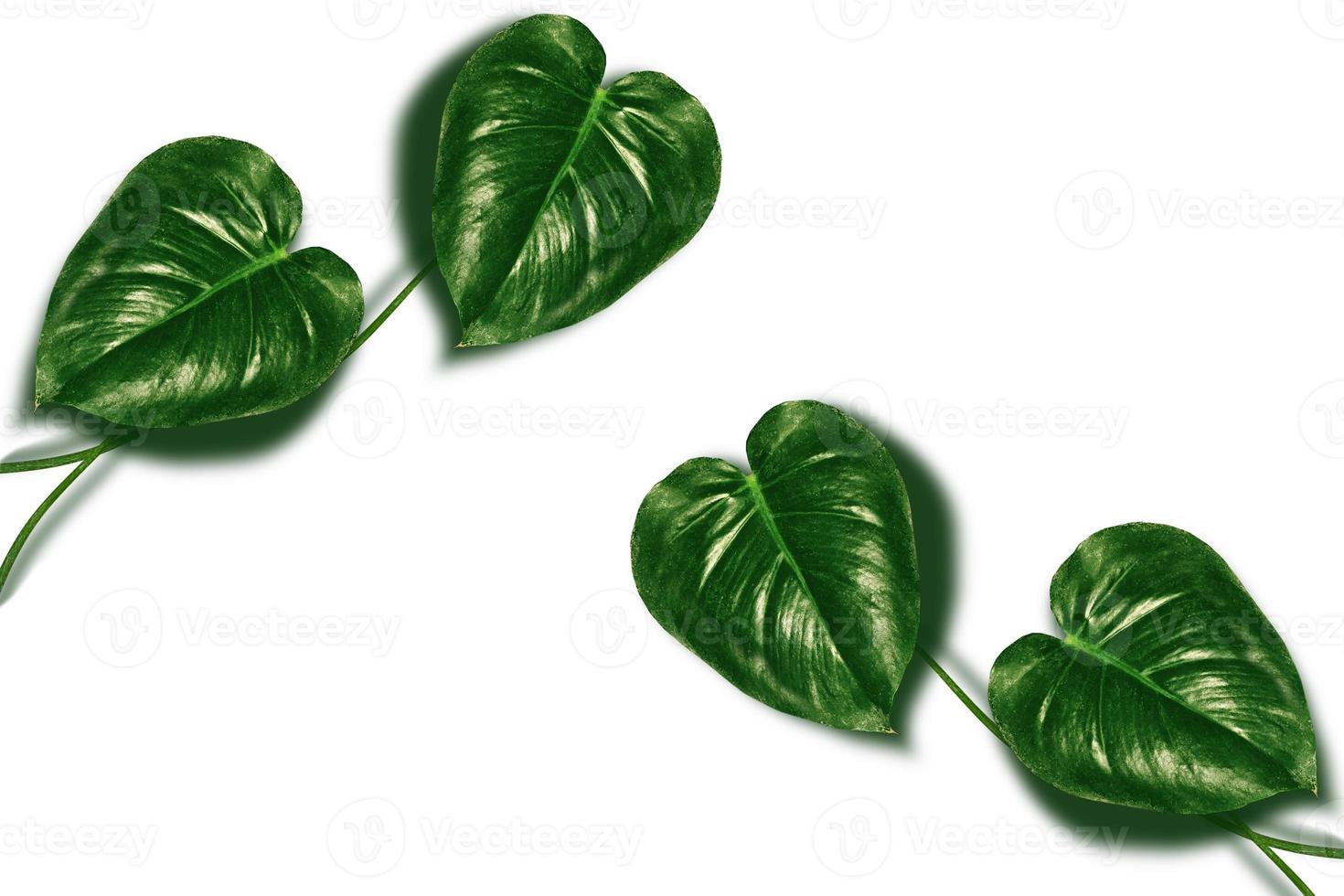 Floral background of green leaves of monsters and ferns photo