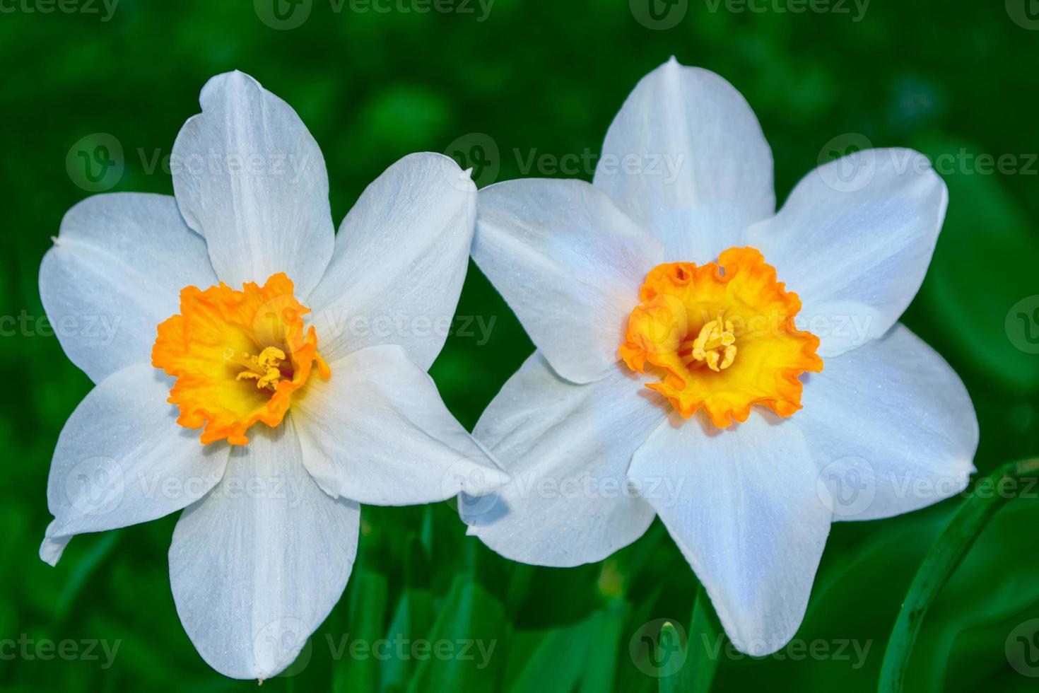 Spring flowers of daffodils. nature photo