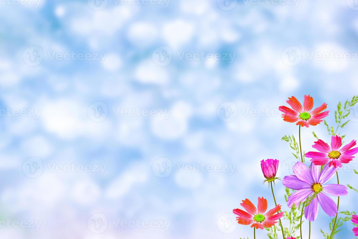 Colorful cosmos flowers on a background of summer landscape. photo