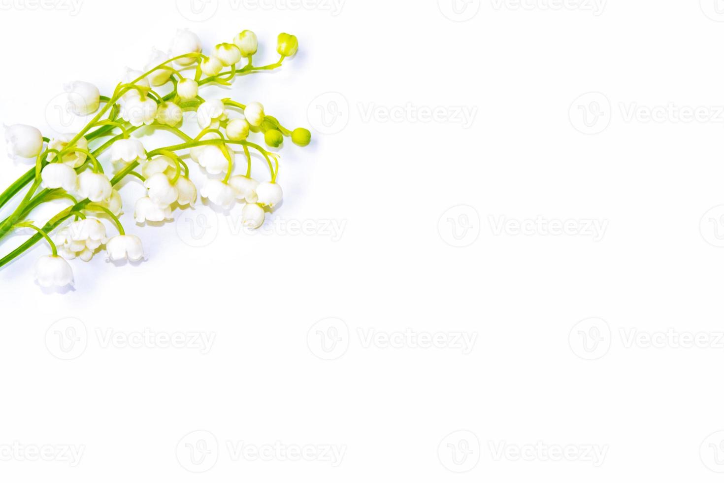 Lily of the valley flower on white background photo