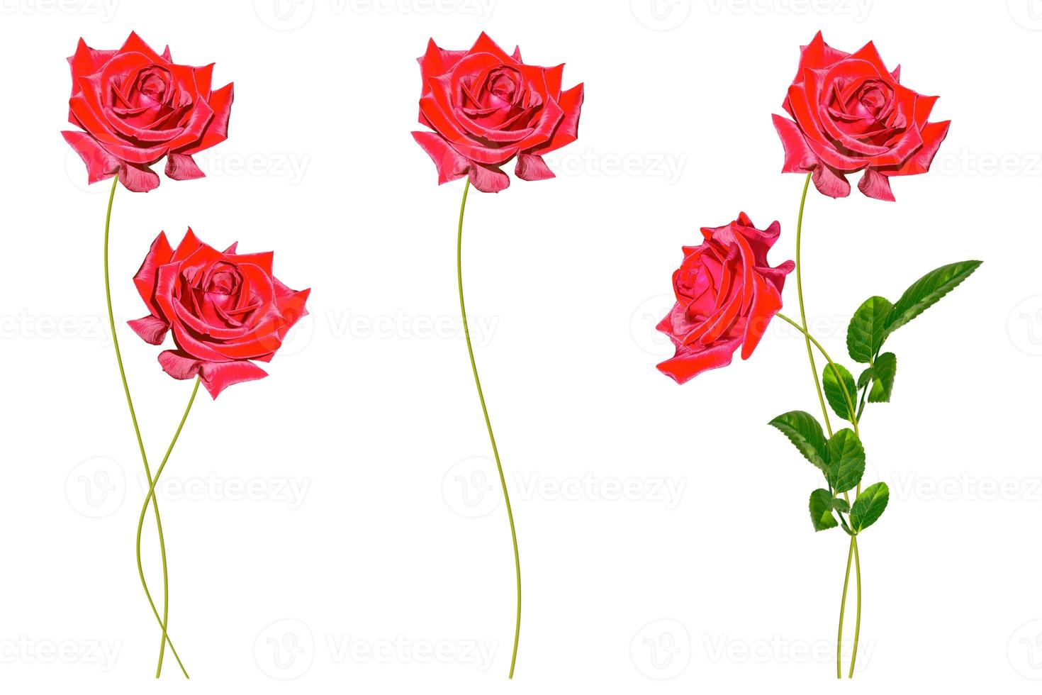 Bright colorful flower rose photo