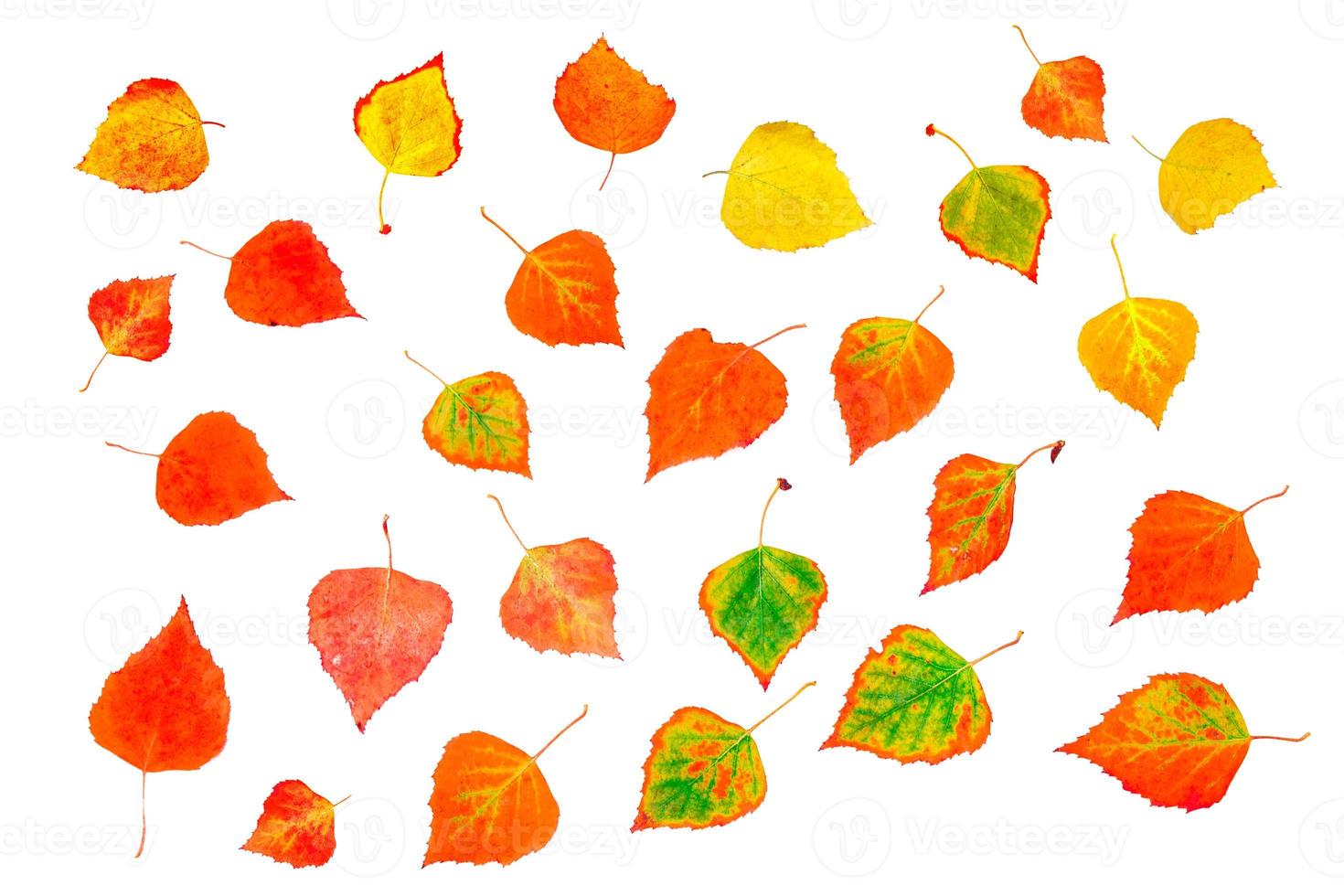 Bright colorful autumn leaves. birch photo