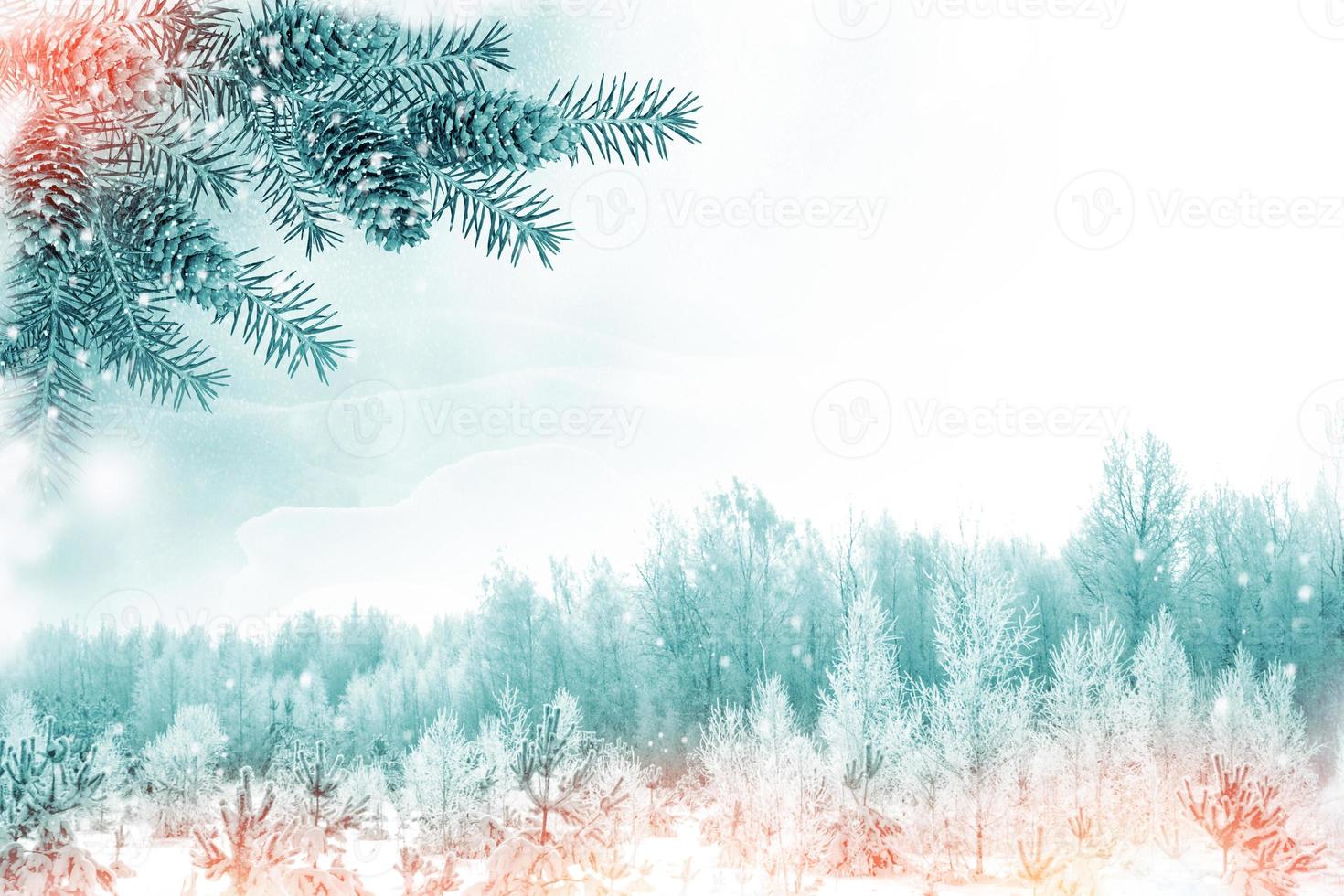 Frozen winter forest with snow covered trees. photo