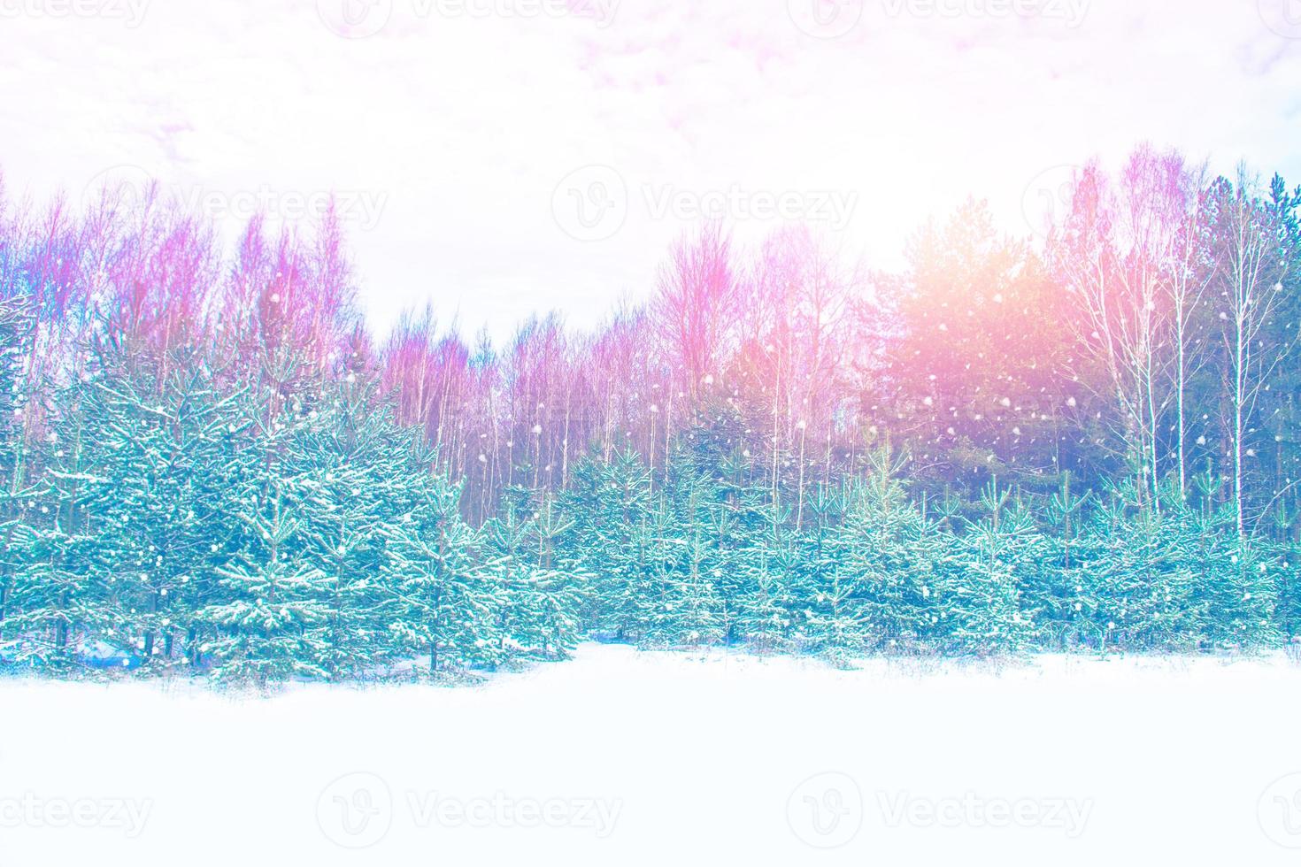 Frozen winter forest with snow covered trees. photo