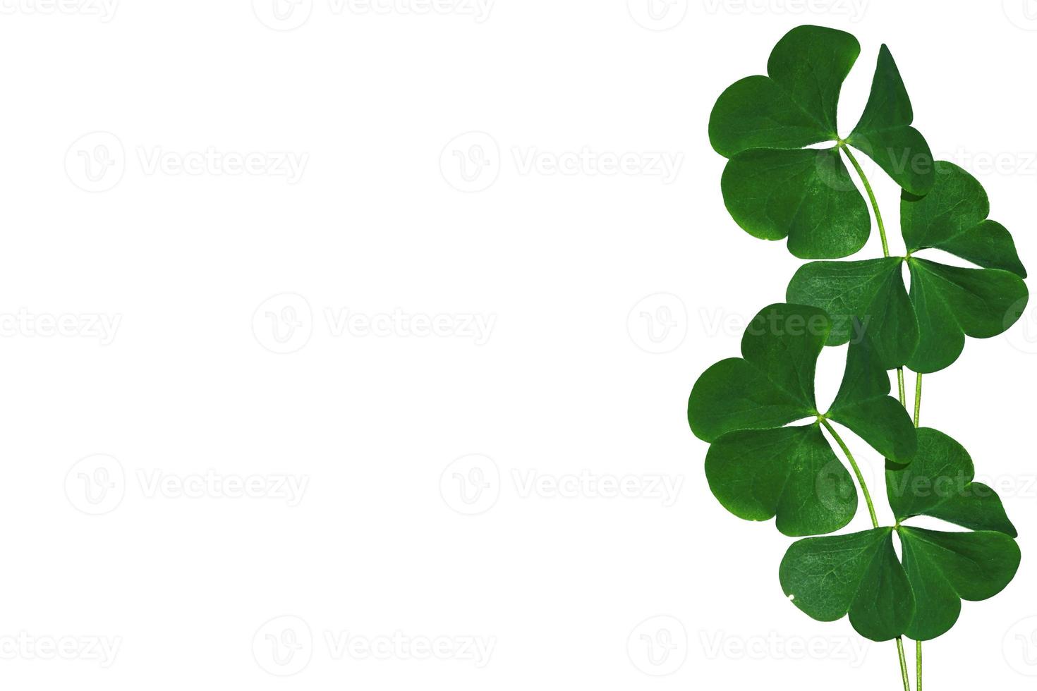 green clover leaves isolated on white background. St.Patrick 's Day photo